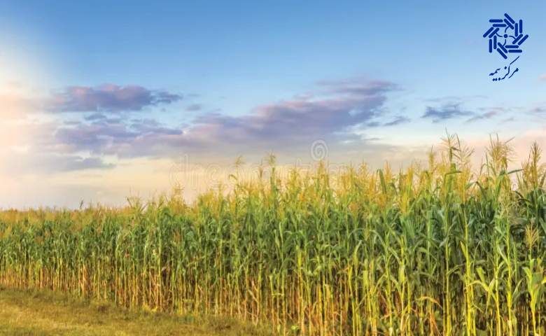 سرمایه گذاری هوشمندانه برای بقای کسب و کار باغی